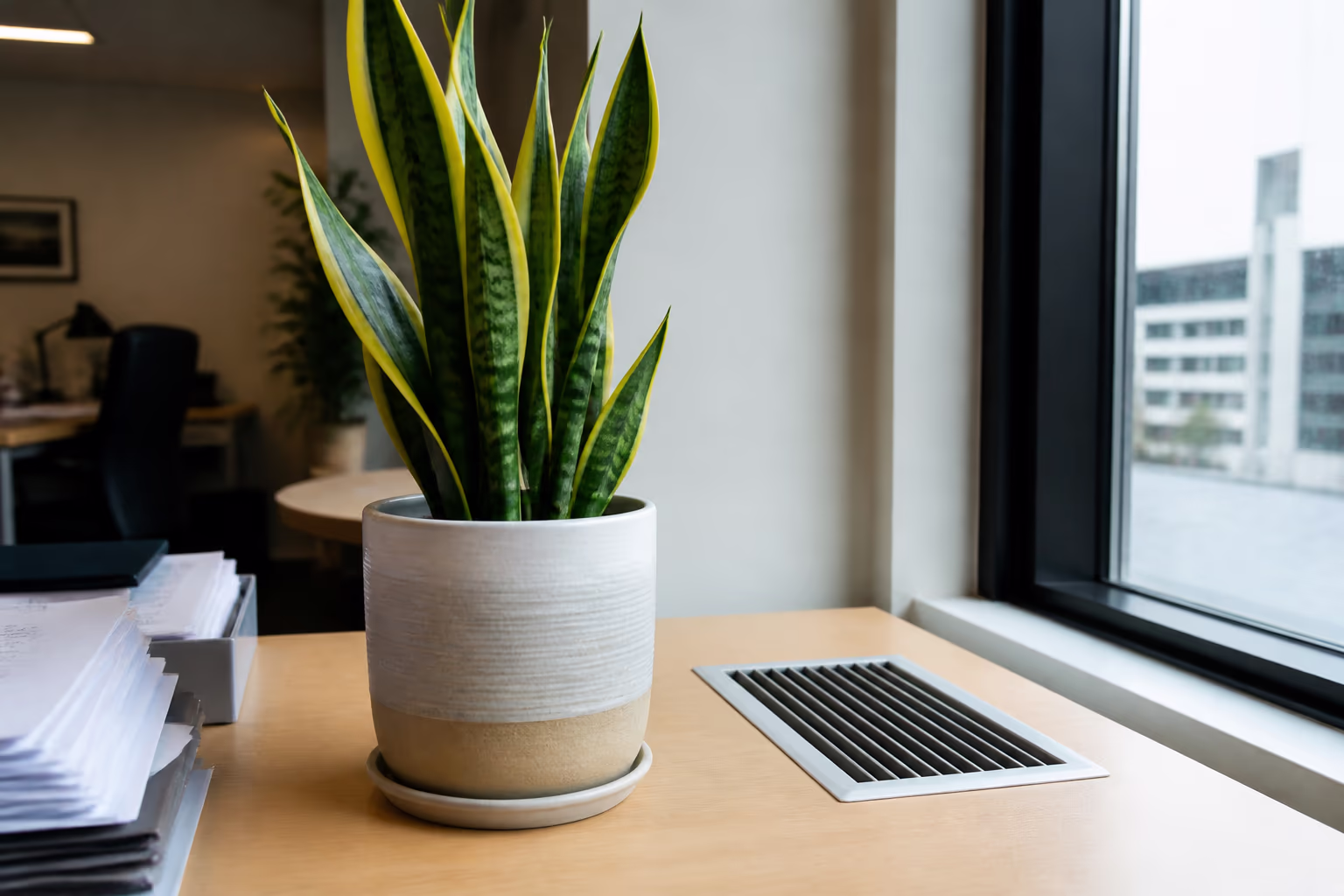 A close-up of a Snake Plant in a ceramic pot on a desk in a sealed Ottawa office, beside a ventilation grille and a stack of papers.